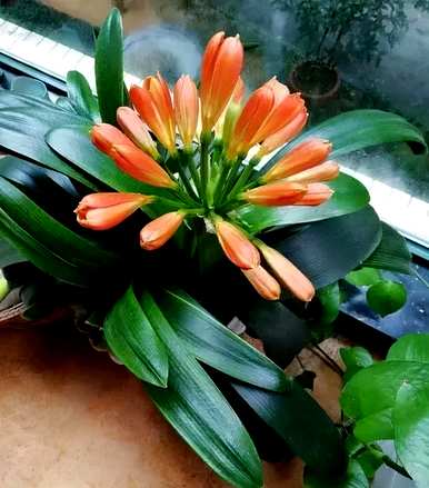 君子兰开花的意思是什么？君子兰开花的意思是好的文案