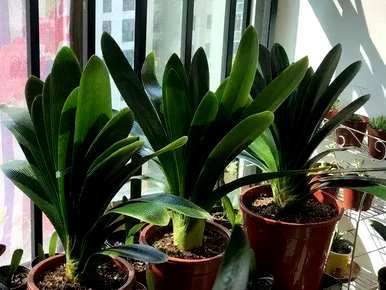 君子兰开花的意思是什么？君子兰开花的意思是好的文案