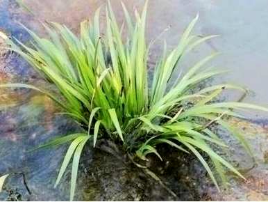 菖蒲怎样养才能更旺盛，菖蒲能泡在水里养吗？