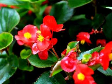 海棠花几月开花，海棠花几月开花最旺盛