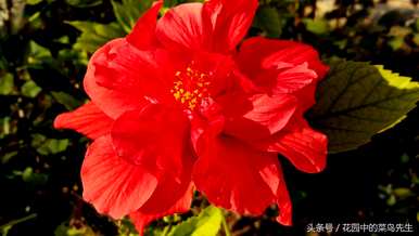扶桑花的花语是什么意思，扶桑花的花语是什么？