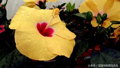 扶桑花的花语是什么意思，扶桑花的花语是什么？