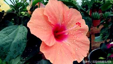 扶桑花的花语是什么意思，扶桑花的花语是什么？
