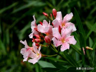 夹竹桃科有哪些植物，夹竹桃同科有哪些有毒植物？