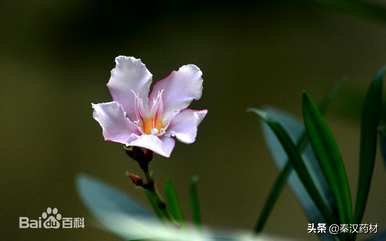 夹竹桃科有哪些植物，夹竹桃同科有哪些有毒植物？
