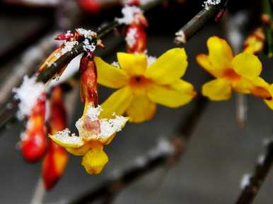 迎春花的寓意、象征和简介，迎春花的寓意和象征