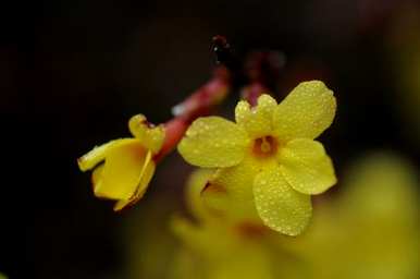 迎春花的寓意、象征和简介，迎春花的寓意和象征