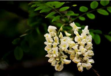 刺槐花语是什么，刺槐花语是什么意思？