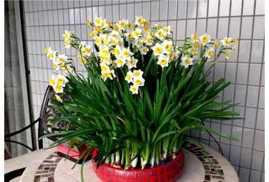 冬天开什么花，冬天开什么花？