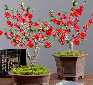 冬天开什么花，冬天开什么花？