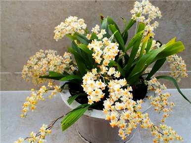 最著名的贵兰花品种有哪些，最著名的贵兰花品种有哪些？