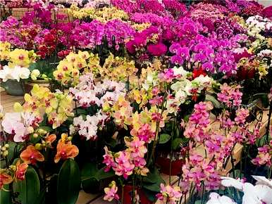 最著名的贵兰花品种有哪些，最著名的贵兰花品种有哪些？