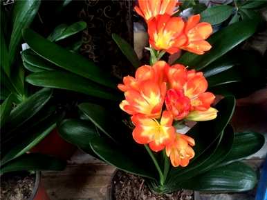 最著名的贵兰花品种有哪些，最著名的贵兰花品种有哪些？