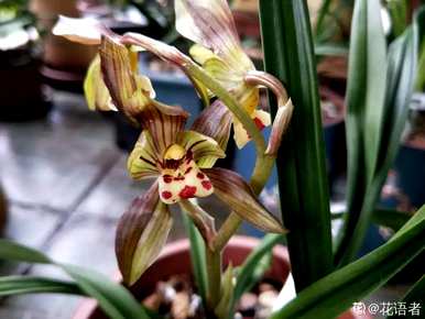 最著名的贵兰花品种有哪些，最著名的贵兰花品种有哪些？