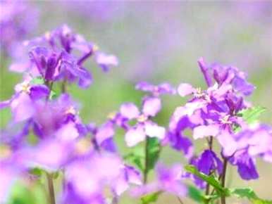 二月兰花种子何时播种，雪兰花种子播种方法