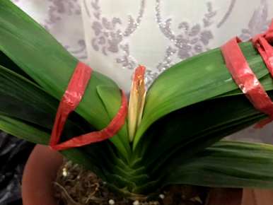 君子兰开花夹箭怎么办？君子兰开花夹箭浇啤酒