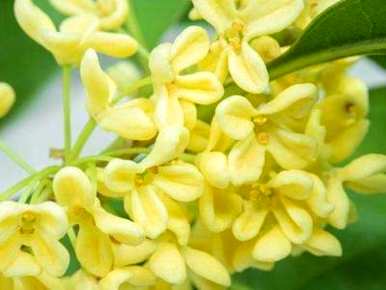 桂花适合在河南种植吗？如何种植桂花树苗？