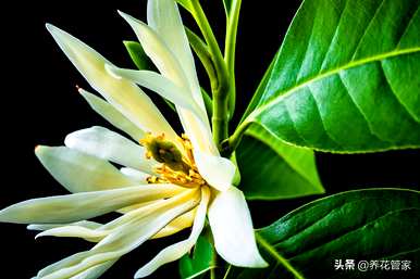 白兰花的开花季节是几个月，白兰花的开花期是几个月