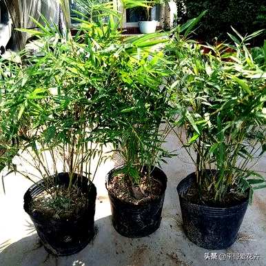 如何修剪凤尾竹，如何修剪凤尾竹，长得又快又好