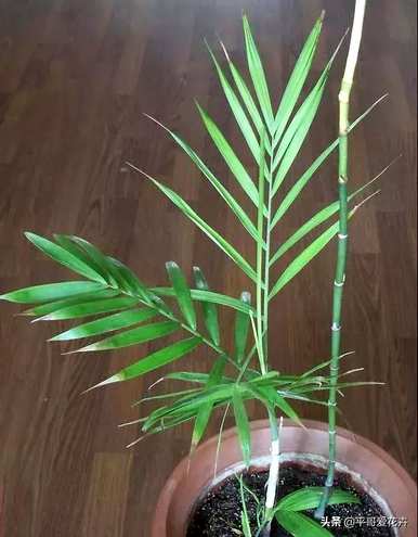 如何修剪凤尾竹，如何修剪凤尾竹，长得又快又好