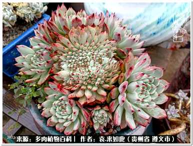 肉是什么植物，肉是什么植物？
