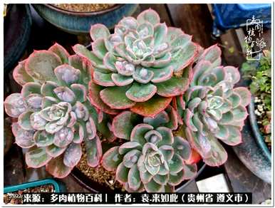 肉是什么植物，肉是什么植物？