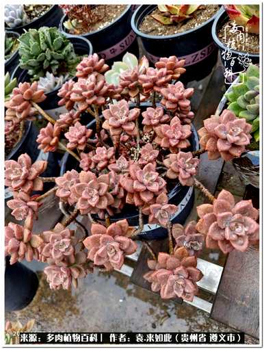 肉是什么植物，肉是什么植物？