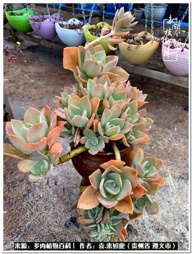 肉是什么植物，肉是什么植物？