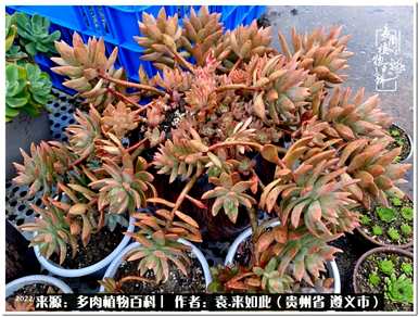 肉是什么植物，肉是什么植物？
