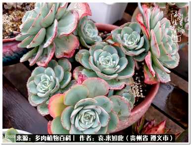 肉是什么植物，肉是什么植物？