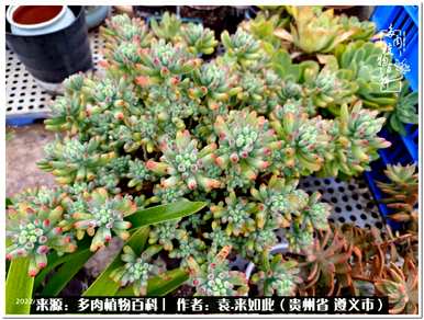 肉是什么植物，肉是什么植物？