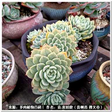 肉是什么植物，肉是什么植物？