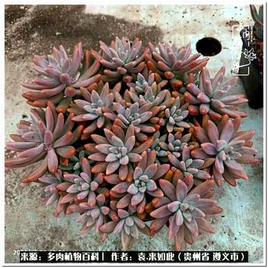 肉是什么植物，肉是什么植物？