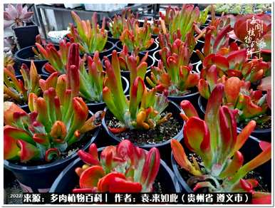 肉是什么植物，肉是什么植物？