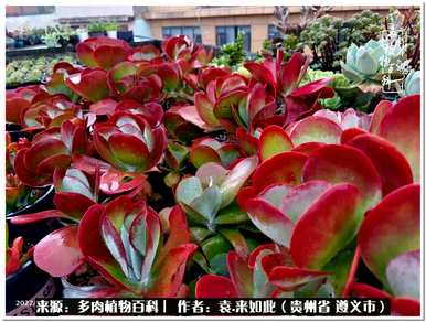 肉是什么植物，肉是什么植物？