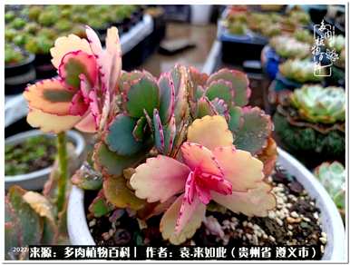 肉是什么植物，肉是什么植物？