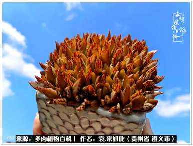 肉是什么植物，肉是什么植物？