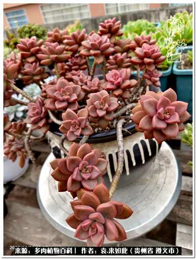 肉是什么植物，肉是什么植物？