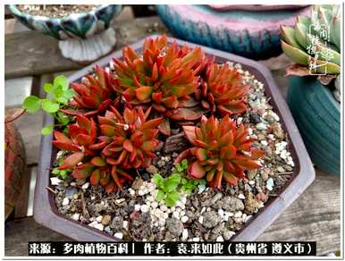 肉是什么植物，肉是什么植物？