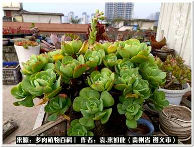 肉是什么植物，肉是什么植物？