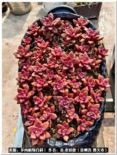 肉是什么植物，肉是什么植物？