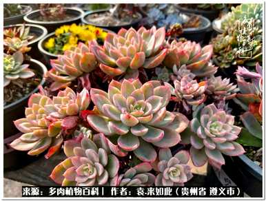 肉是什么植物，肉是什么植物？