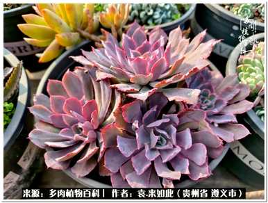 肉是什么植物，肉是什么植物？