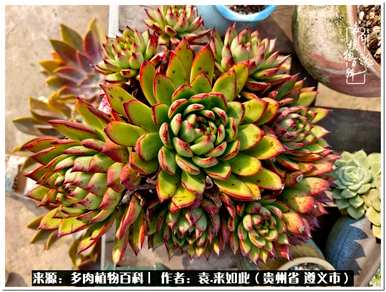 肉是什么植物，肉是什么植物？