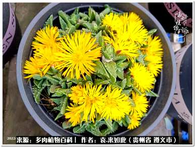 肉是什么植物，肉是什么植物？