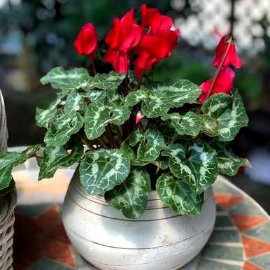 如何养植物仙客来？仙客来一般养几年