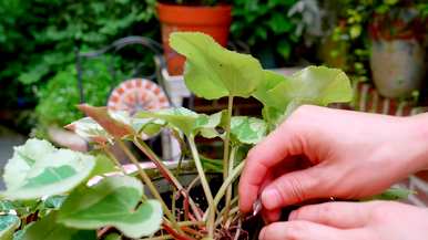 如何养植物仙客来？仙客来一般养几年
