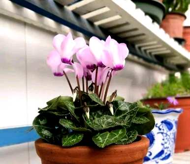 如何养植物仙客来？仙客来一般养几年