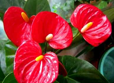 红掌花语是什么意思？红掌花语一帆风顺