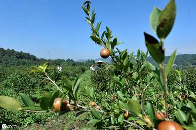 茶树种植技术教学视频、茶树种植管理方法